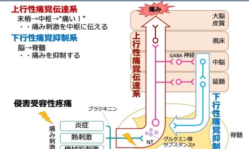 乐脉胶囊和脑心通胶囊哪个治脑梗更好-权威乐脉胶囊和脑心通胶囊哪个治脑梗更好平台,分享专业乐脉胶囊和脑洛通可以同服吗知识_乐脉颗粒与脑得生片网